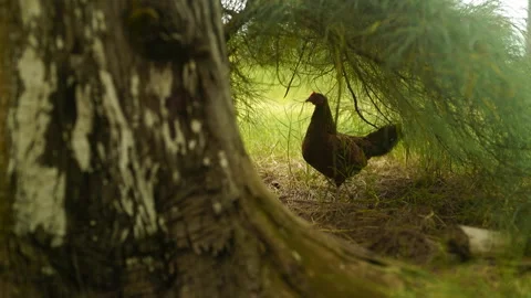 Rooster in Grass Stock Footage 245570638