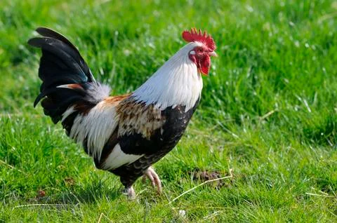 Rooster on grass Foto stock