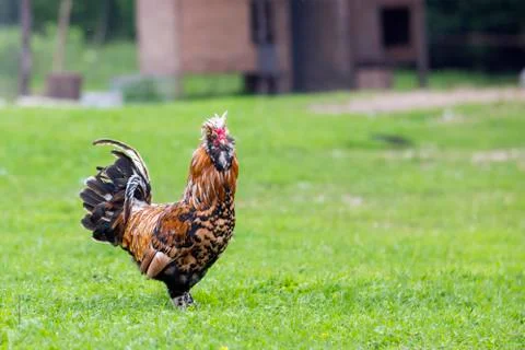 Rooster on a grass Stock Photos