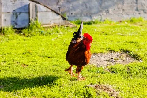 Rooster on grass Stock Photos
