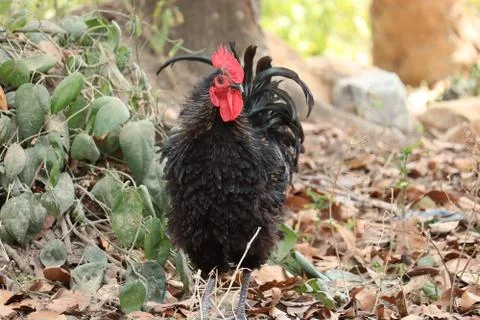 Rooster in the grass 写真素材
