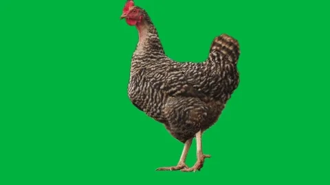 Rooster Greenscreen 13 720p Stock-Footage 198383846