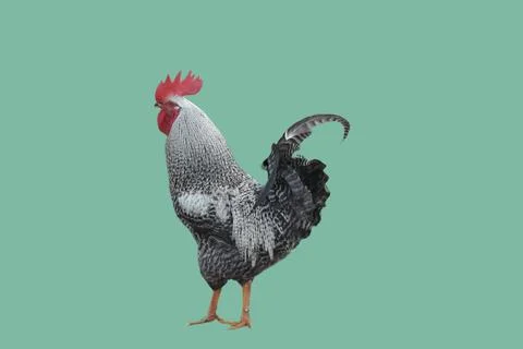Rooster with grey feathers, side view. Stock Photos