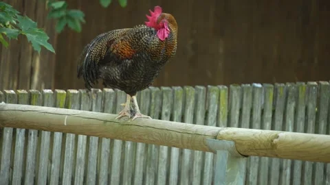 A rooster  grooming. Stock Footage 262842532