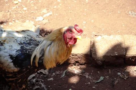 A rooster on the ground. Stock Photos