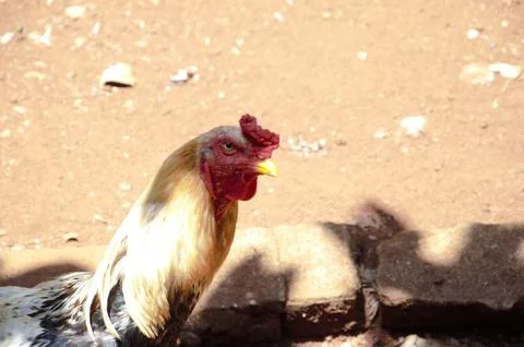 A rooster on the ground. Stock Photos