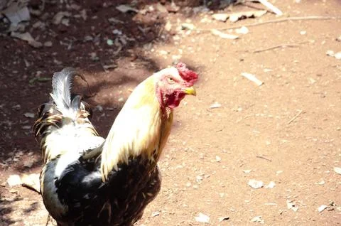 A rooster on the ground. Stock Photos