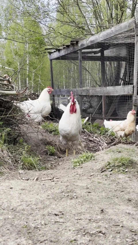Rooster Guarding The Flock In A Farmyard Stock Footage 310190227
