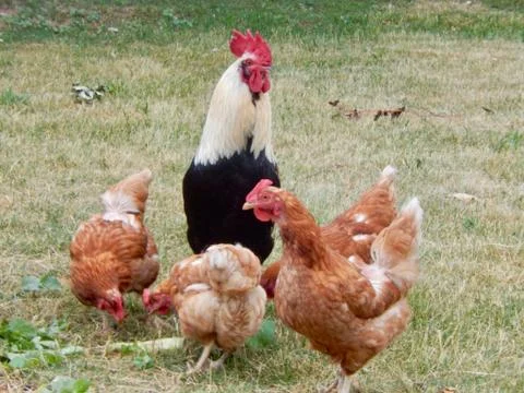 Rooster Guarding Hens Stock Photos