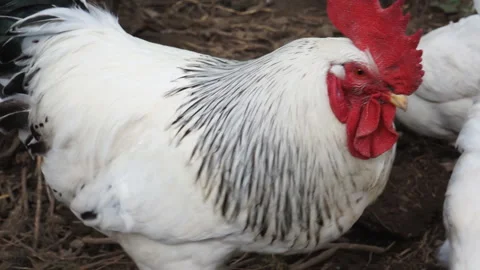A rooster guards its hens grazing in the yard of the farm. Stock Footage 129844810