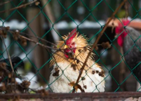 Rooster with hackles up behind chain link fence Stock Photos