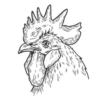 Rooster hand drawn Stock Illustration