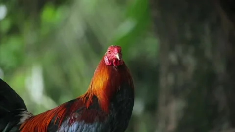 A rooster that has beautiful feathers 库存影片 208887242