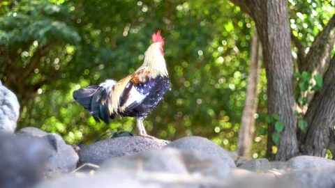 Rooster in Hawaii Poses on Rocks Near a Forest Stock Footage