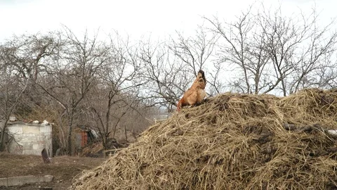 Rooster on a haystack walking and pecking grain on the farm. Stock Footage 105211720