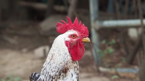 Rooster head with beautiful red cockscomb Stock Footage 283353526