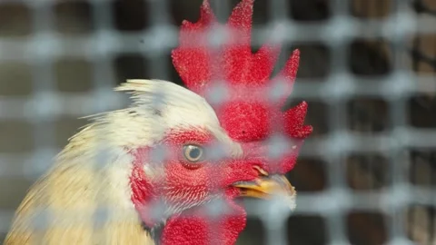 Rooster Head Behind Wire Cage Close Up. Rooster Portrait In Poultry Farm Stock Footage 330382247
