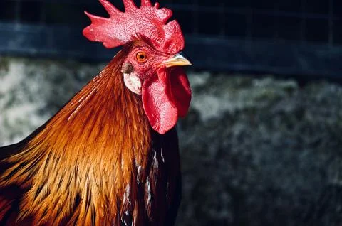 Rooster Head Close-up with Bright Red Comb and Wattle Stock Photos