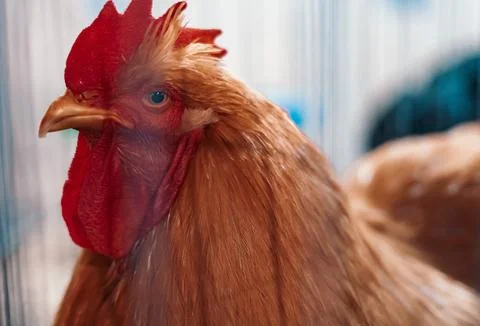 Rooster Head Close Up Stock Photos