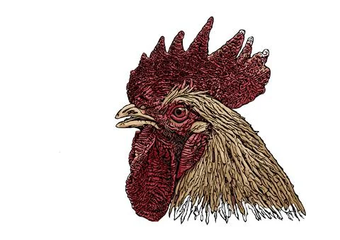 Rooster head colored vector illustration Stock Illustration