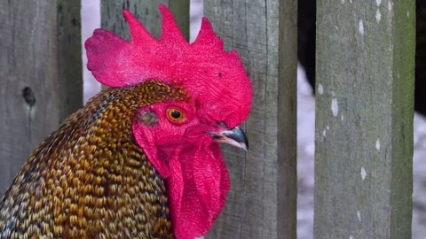 Rooster head  Stock Footage 260411922