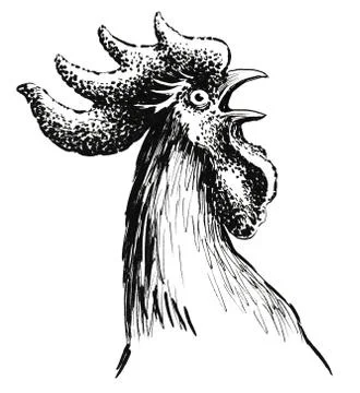 Rooster head Stock Illustration