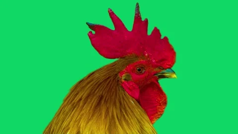 Rooster head portrait with vibrant red comb on green screen Stock Footage 341801643