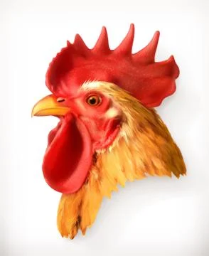 Rooster head, realistic vector illustration Stock Illustration