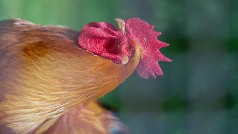 Rooster Head with Red Comb and Feathers, a domestic bird Video stock 277579638