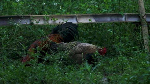 Rooster, Hen and Chicks Foraging on Forest Floor in Natural Morning Light Stock Footage 340440272