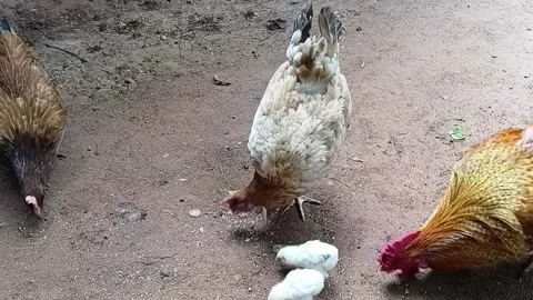 Rooster, hen, and small chicks foraging and pecking on dry dirt ground Vidéo 336003926