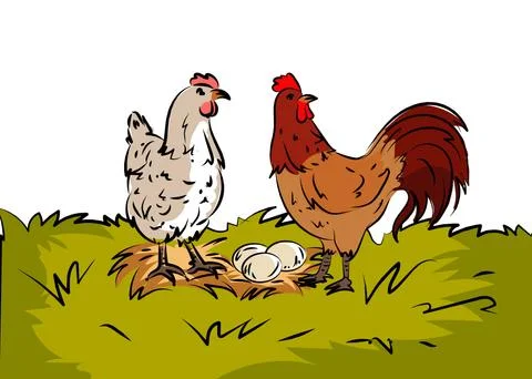 Rooster-hen-with-eggs Stock Illustration