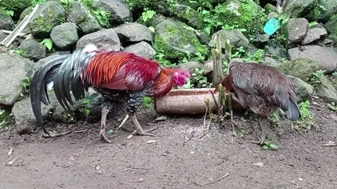 Rooster &amp; Hen Stock Footage 234064773