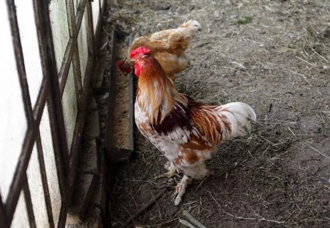 Rooster in the hen house Foto stock