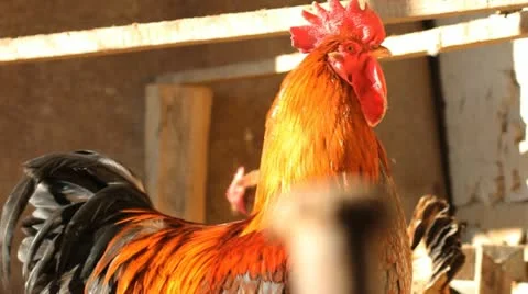 Rooster in henhouse Stock Footage