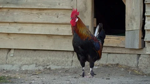 Rooster at a henhouse Stock Footage 104457425