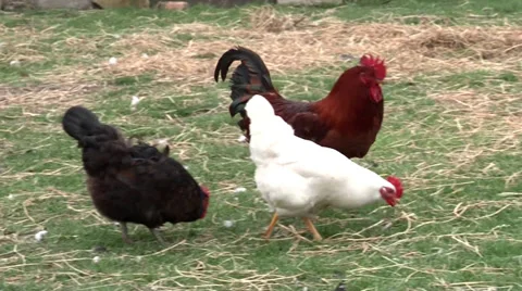 Rooster with the hens in an open yard Vidéo 35759747