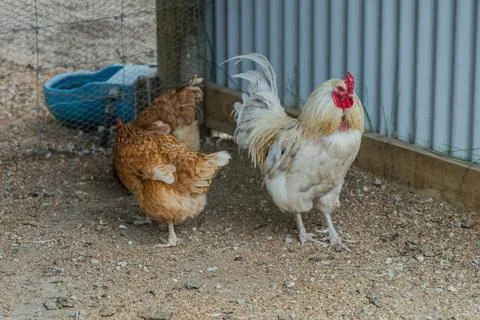 Rooster Hens Standing Inside Wire Enclosure 写真素材