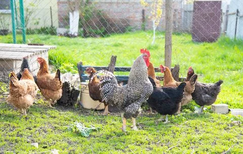 Rooster with hens for a walk Stock Photos