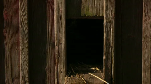 Rooster hole 動画素材 353878