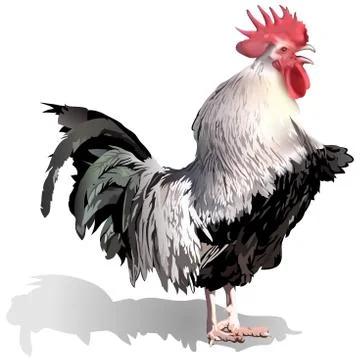 Rooster Stock Illustration