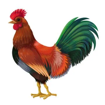 Rooster. Illustrazione stock