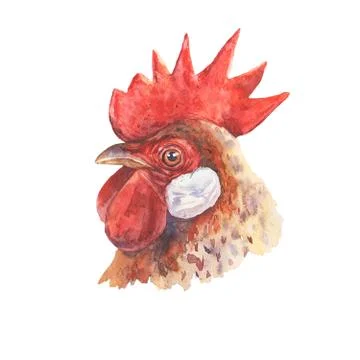 Rooster Stock Illustration