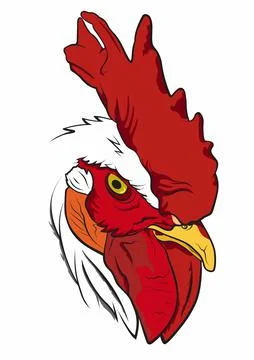 ROOSTER Stock Illustration
