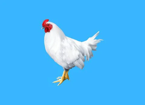 Rooster Ilustración de archivo