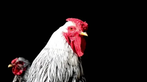 Rooster isolated on black background Stock Footage 53115605