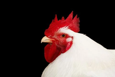 Rooster isolated on black Stock Photos