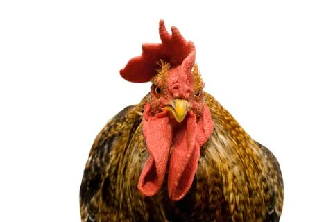 Rooster isolated over white background Stock Photos