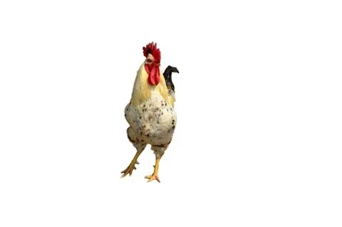 Rooster  isolated Stock Photos