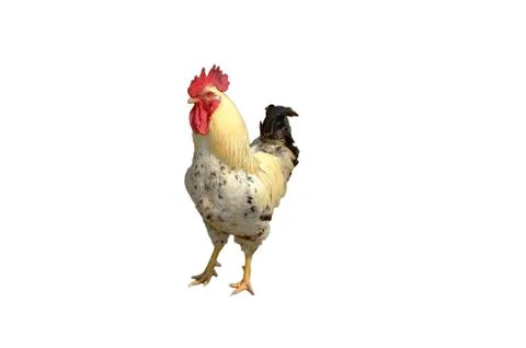 Rooster  isolated Stock Photos